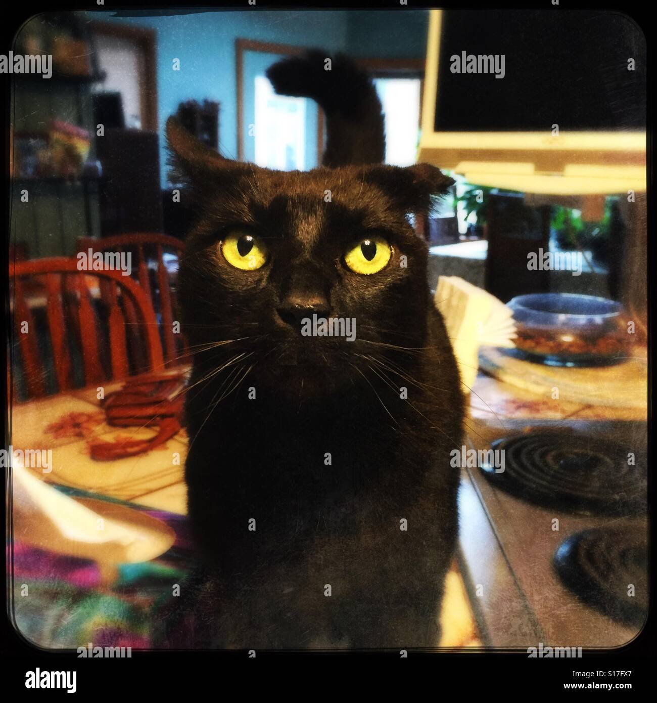 Intense black cat stare Stock Photo Alamy