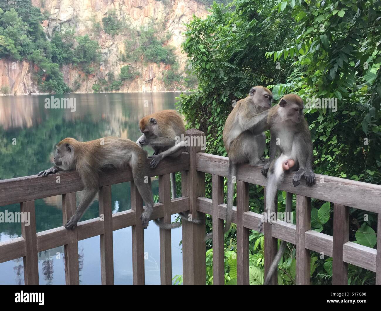 Monkeys in Bukit Timah Nature Reserve, Singapore Stock Photo Alamy