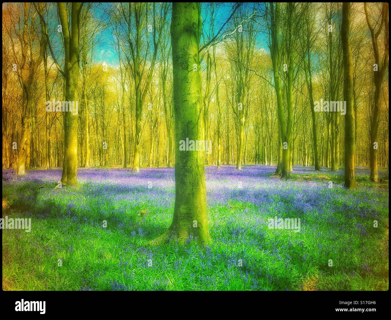 A retro effect image of an English Woodland scene in Spring time. The Bluebell Flowers (Hyacinthoides non-Scripta) are in full bloom. Photo Credit - © COLIN HOSKINS. - Smartphone Captured Stock Image