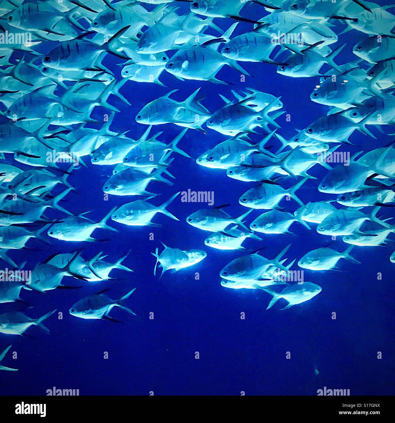 A school of fish at the Georgia Aquarium Stock Photo