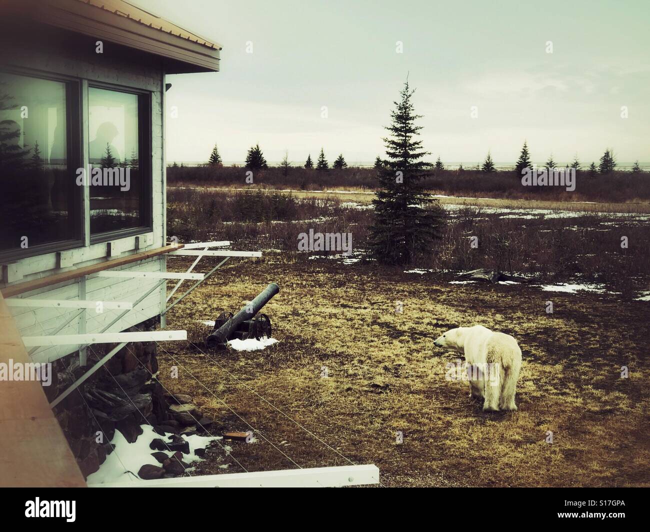A polar bear wanders past a remote lodge as guests observe from the windows. - Smartphone Captured Stock Image
