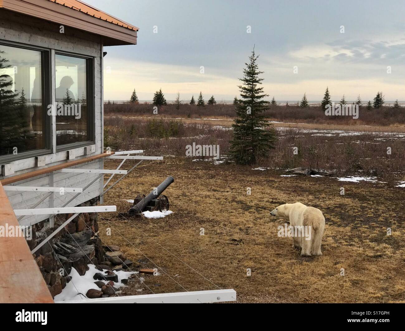 A polar bear wanders past a remote lodge as guests observe from the windows. - Smartphone Captured Stock Image