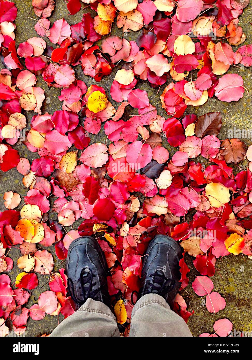 Colorful fall leaves with man's feet Stock Photo