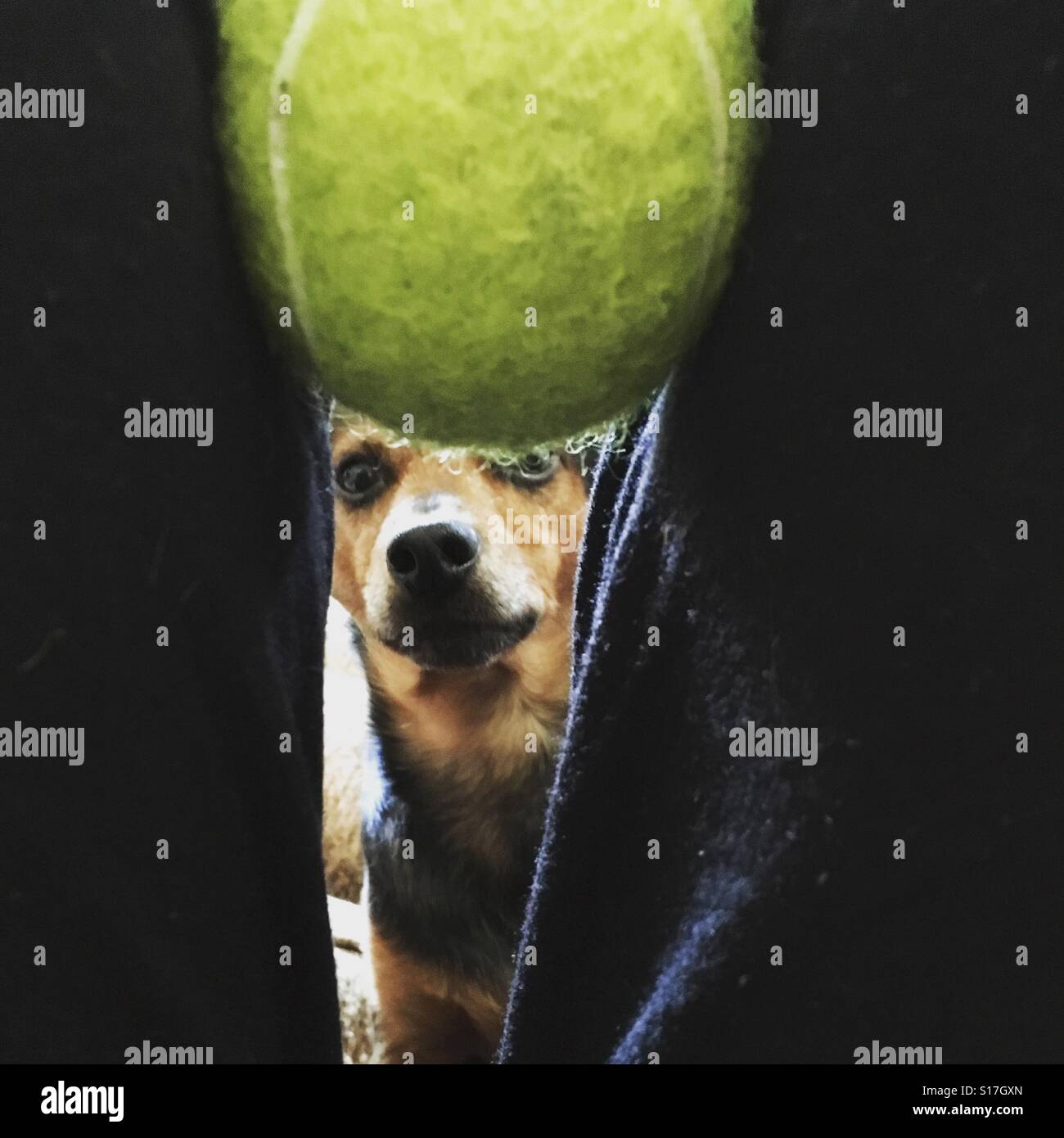 Ball obsessed dog hi res stock photography and images Alamy