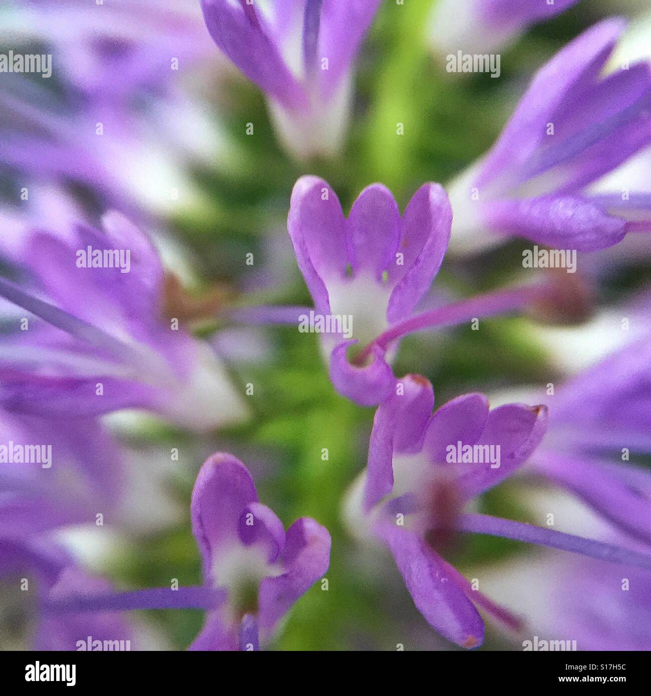 Pretty plant flora flower hi-res stock photography and images - Alamy