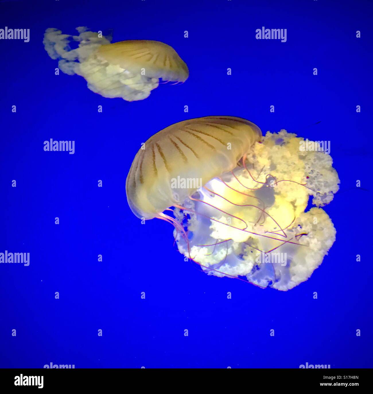 Two jellyfish at the Georgia Aquarium Stock Photo