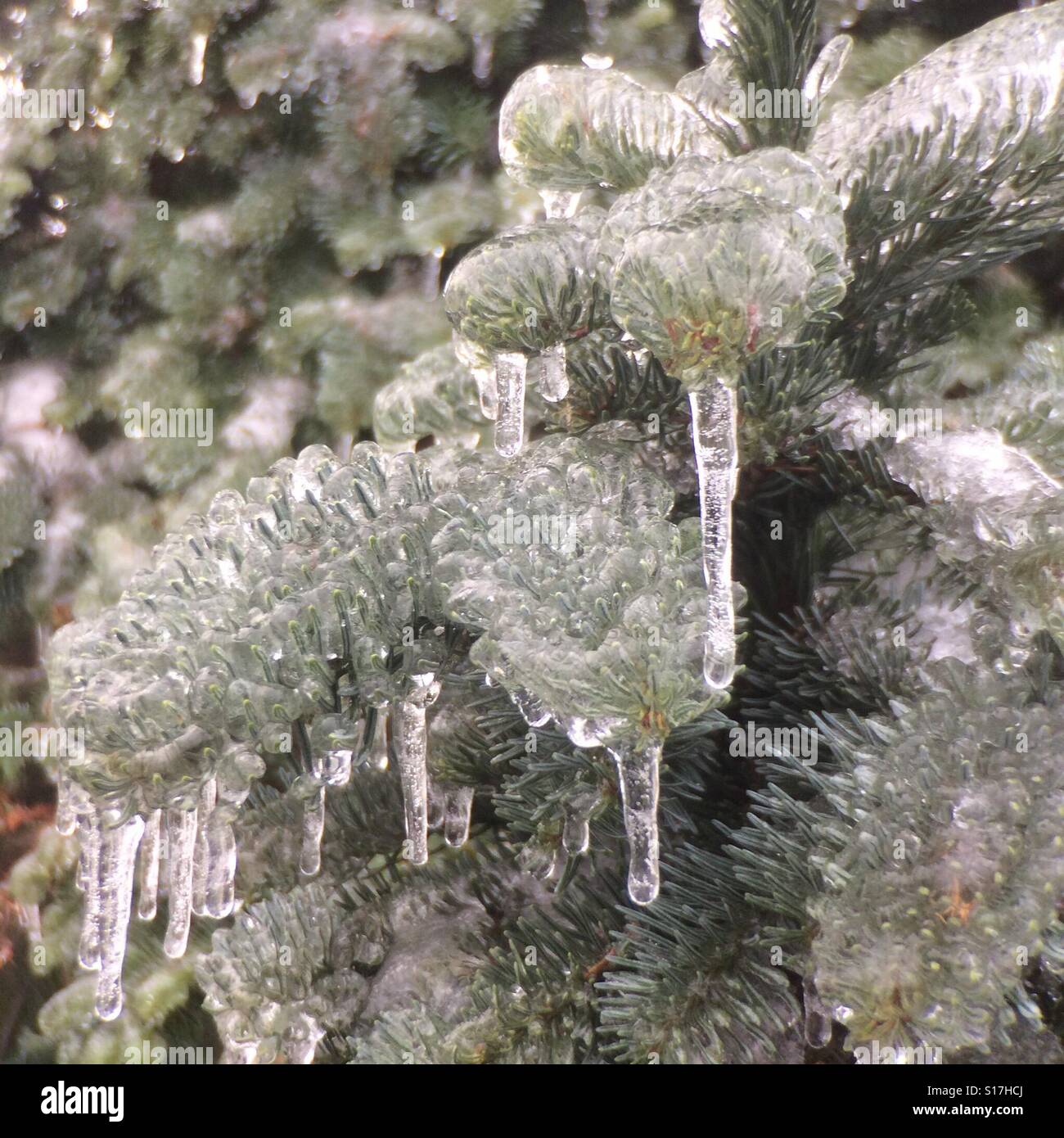 Freezing rain on fir tree, winter, Oregon Stock Photo