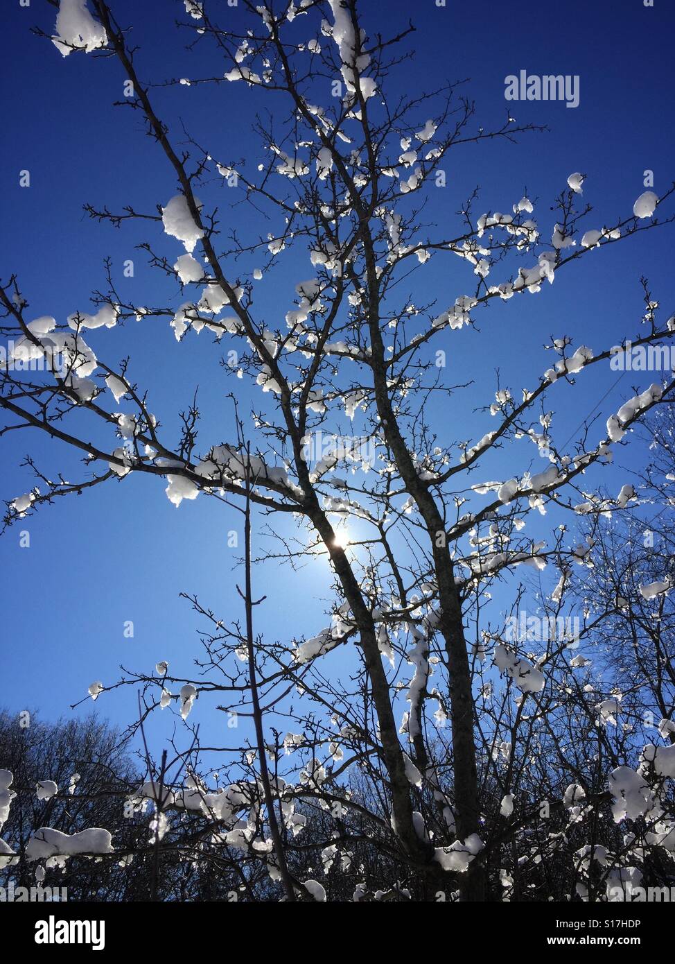 Snow and ice clumps on a young tree backlit on a cold and bright sunny winter day. - Smartphone Captured Stock Image