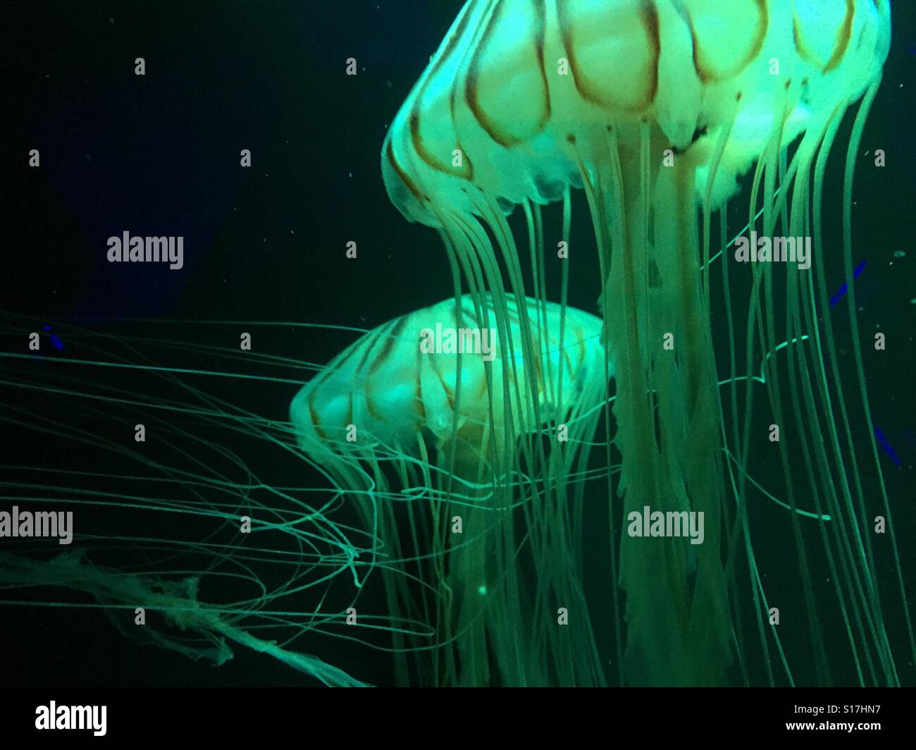 Jerry fish hires stock photography and images Alamy