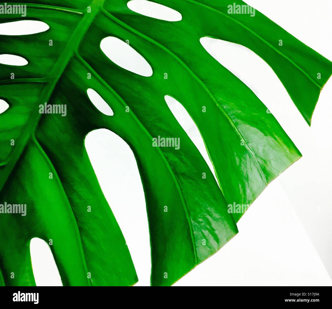 Tropical plant - Smartphone Captured Stock Image