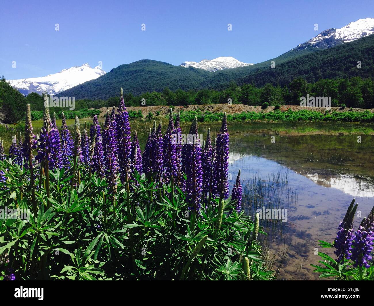 Wild lupin flowers, river, mountain and nature, Patagonia, Argentina Stock Photo