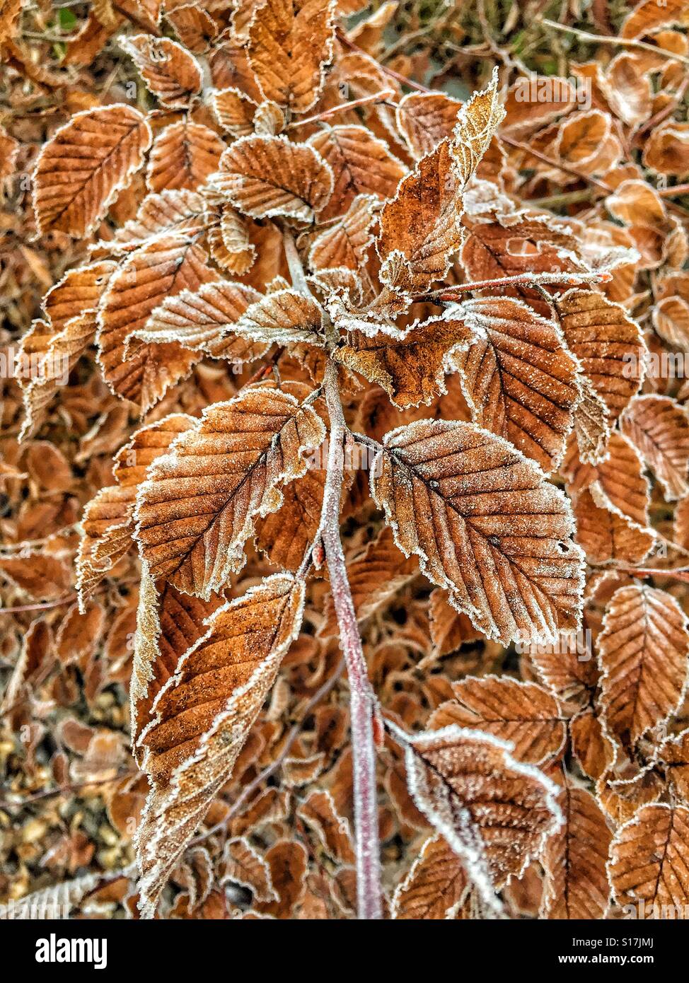 Frozen yellow leaves - Smartphone Captured Stock Image