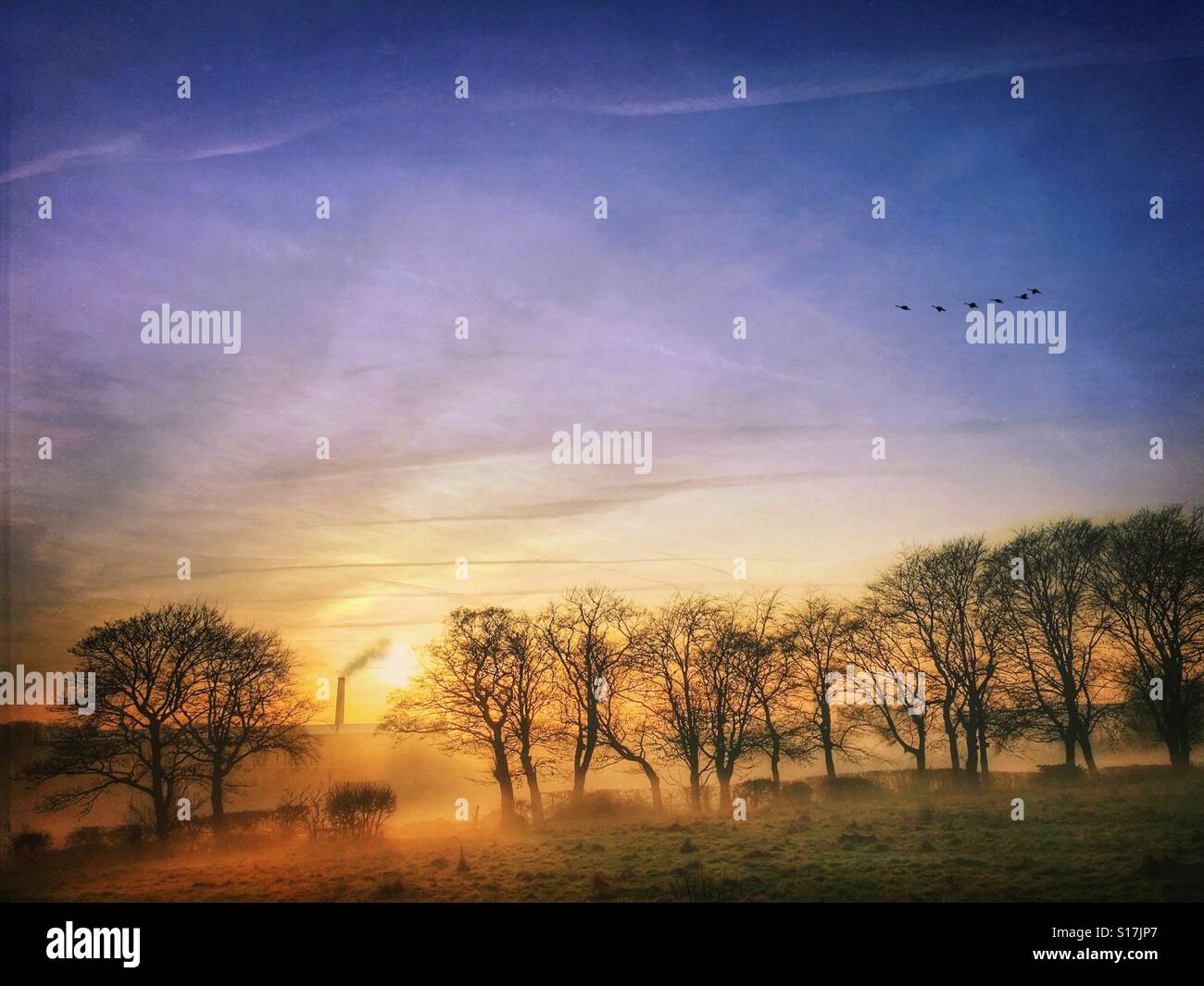 Late evening winter scene with chimney stack , geese and misty trees in foreground - Smartphone Captured Stock Image