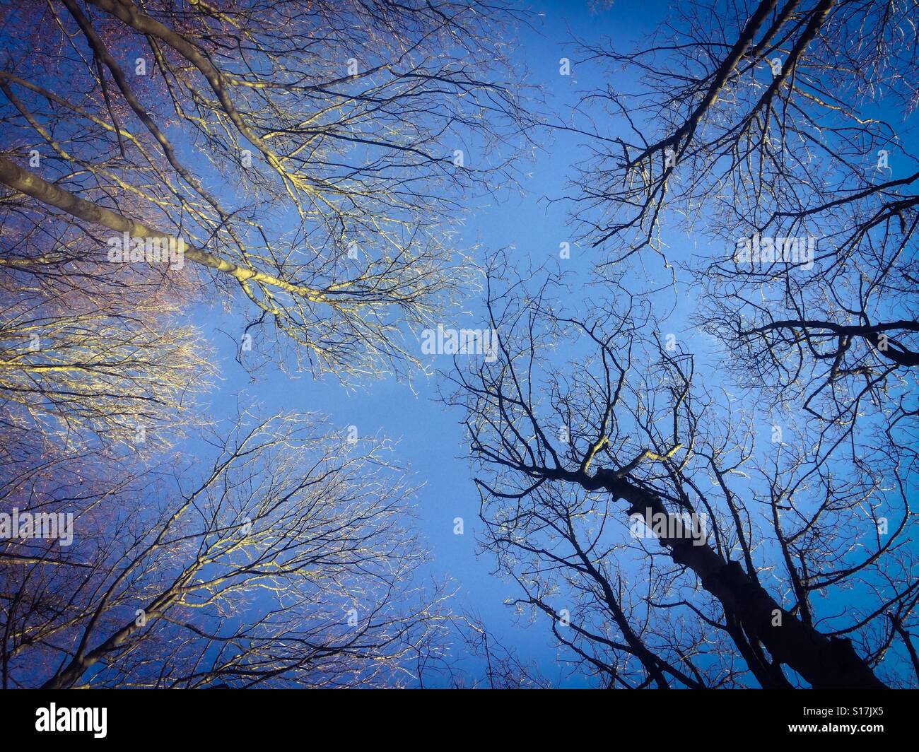 View looking up at trees in winter with a bright blue sky behind - Smartphone Captured Stock Image
