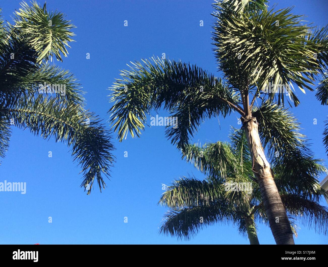 Low angle view palm trees again clear blue sky - Smartphone Captured Stock Image