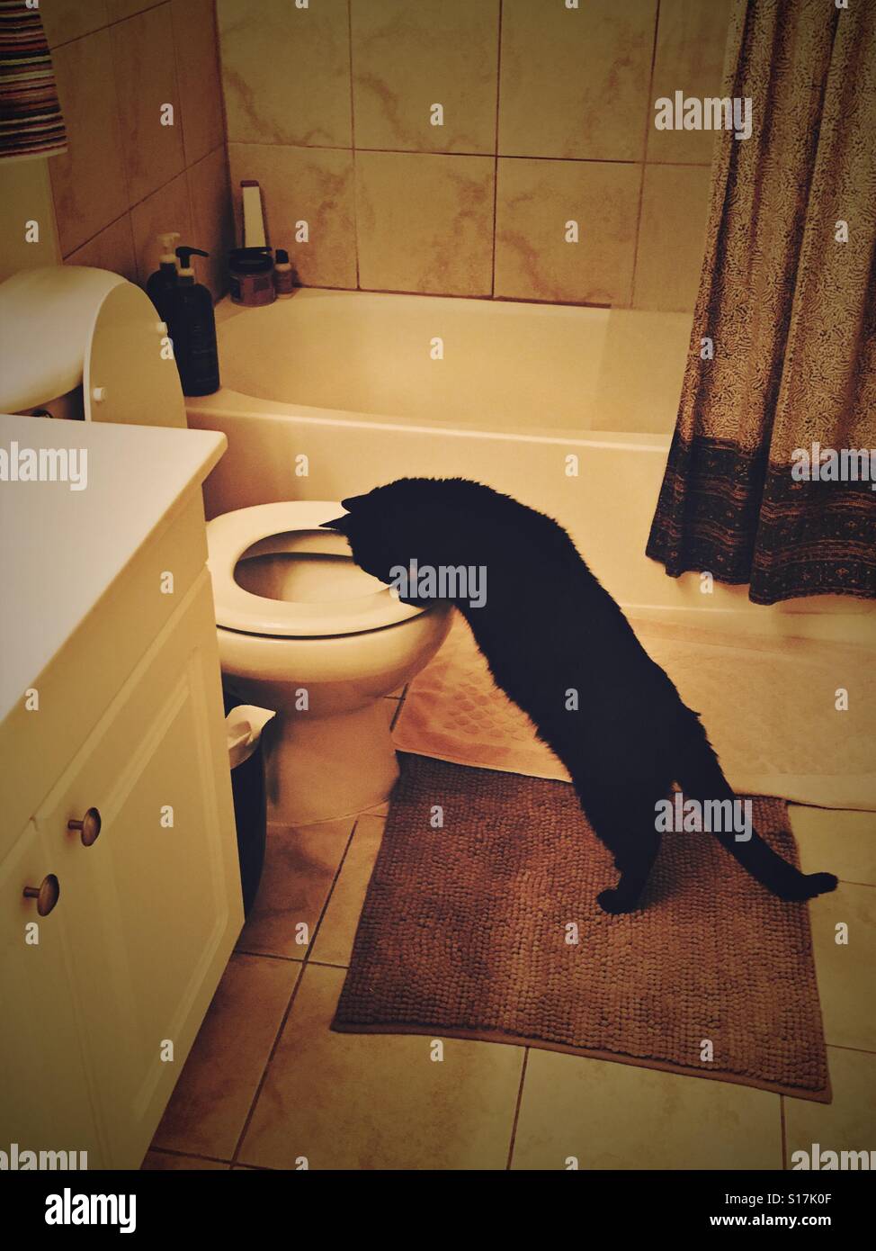 Drinking out of the toilet hires stock photography and images Alamy