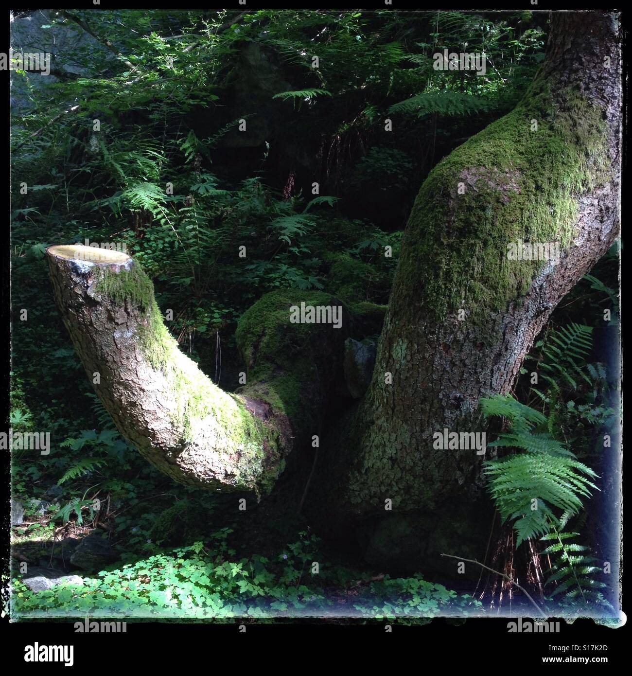 Portrait of a tree - Smartphone Captured Stock Image Portrait of a tree - Smartphone Captured Stock Image