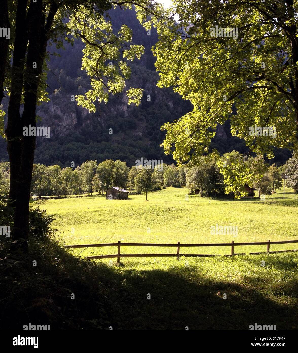 A sunny meadow in the Swiss Alps - Smartphone Captured Stock Image