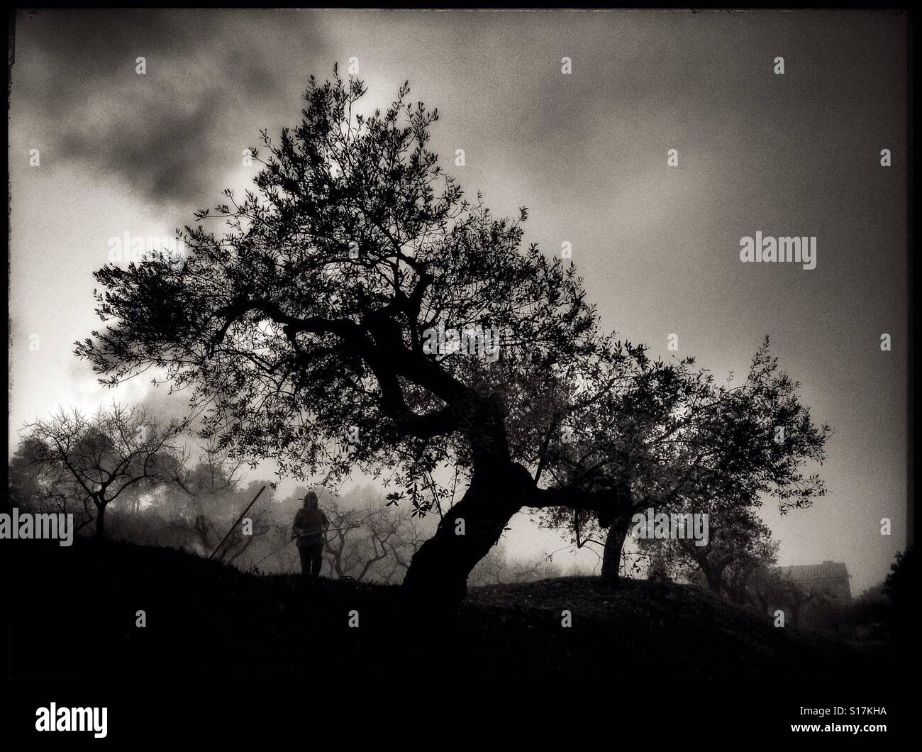 Burning olive tree pruning's on a misty day, Catalonia, Spain. - Smartphone Captured Stock Image