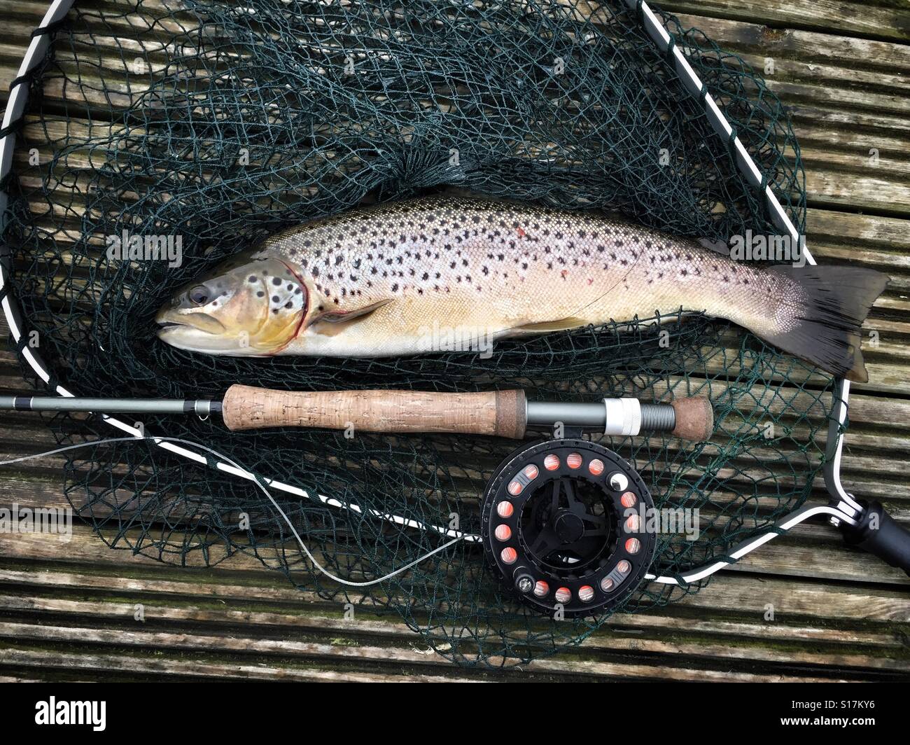 Winters day fly fishing Brown Trout on the bank Stock Photo - Alamy