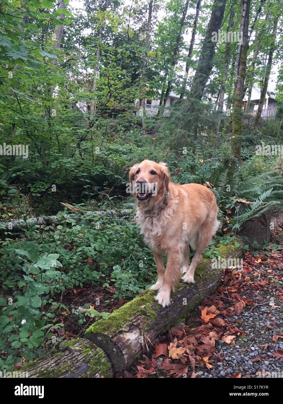 dog log stock photos dog log stock images alamy dog log