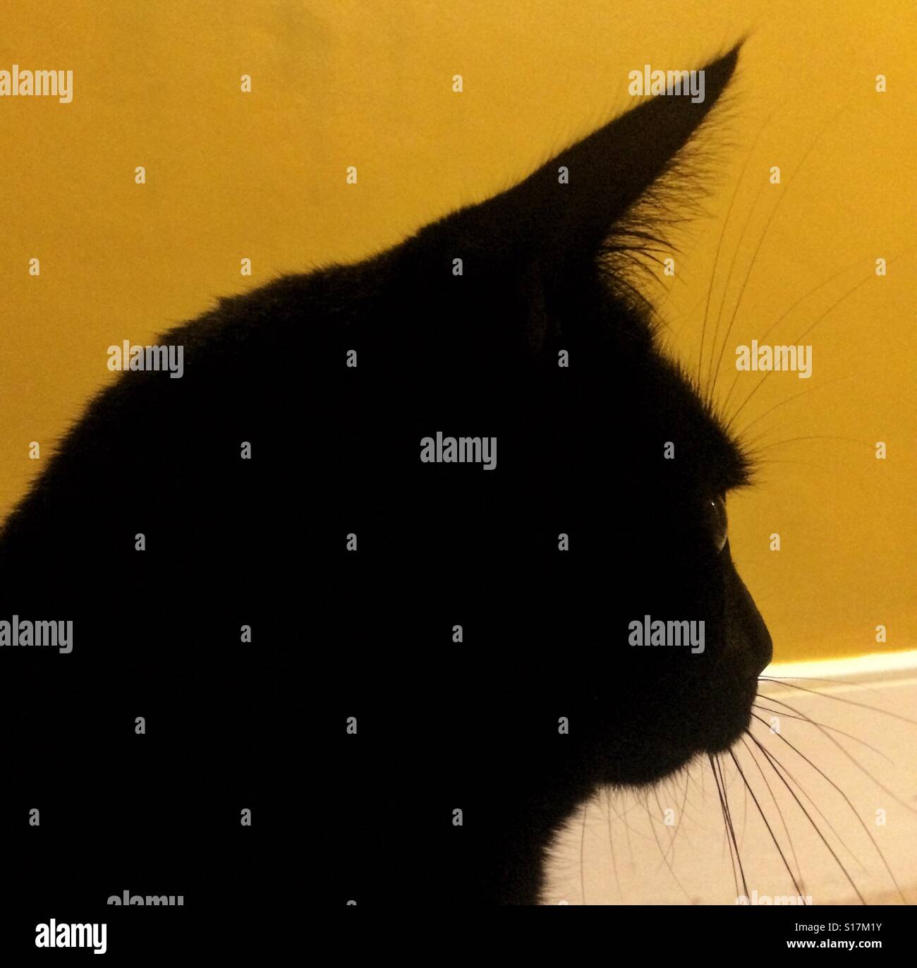 A black cat against a yellow background - Smartphone Captured Stock Image