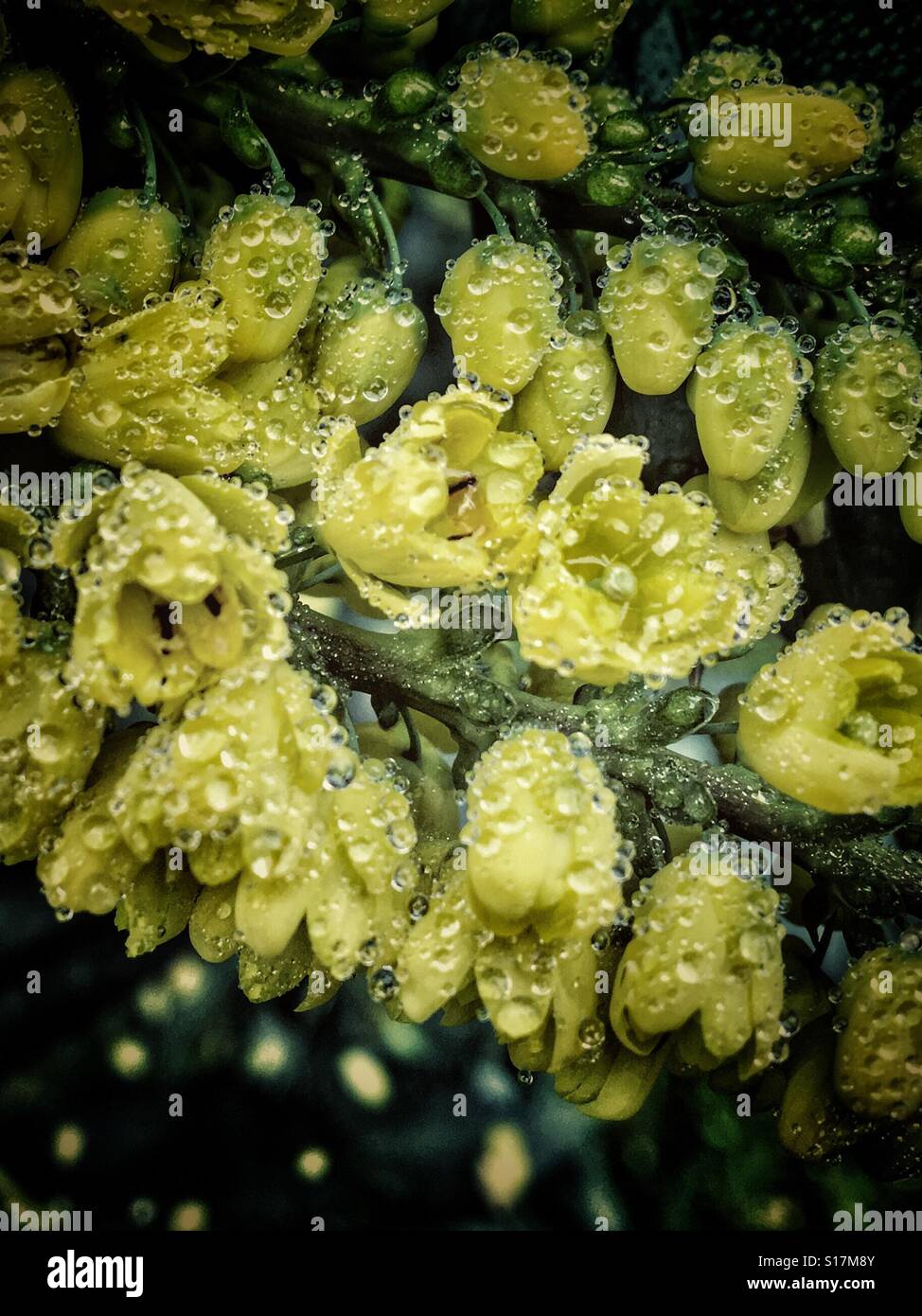 Flowers of an ornamental garden shrub Mahonia x media 'Winter Sun' with mist droplets - Smartphone Captured Stock Image