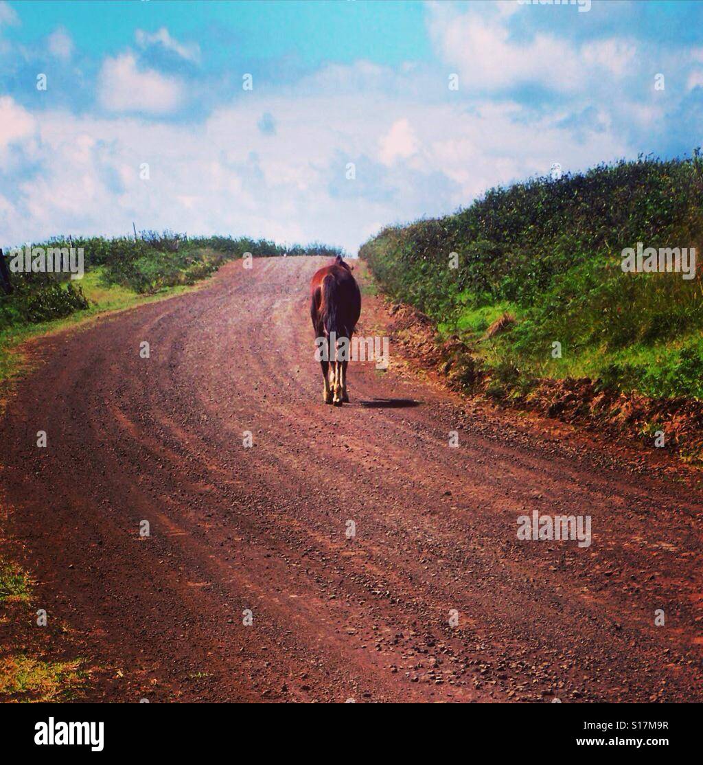 Isolated Horse High Resolution Stock Photography and Images - Alamy