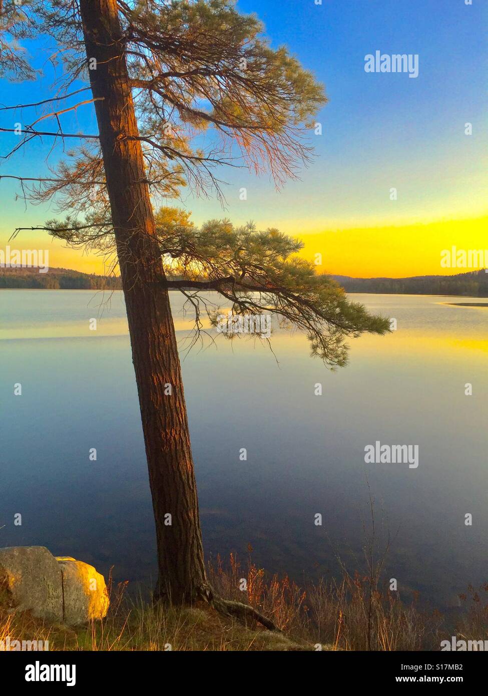Pine tree with lake hi-res stock photography and images - Alamy