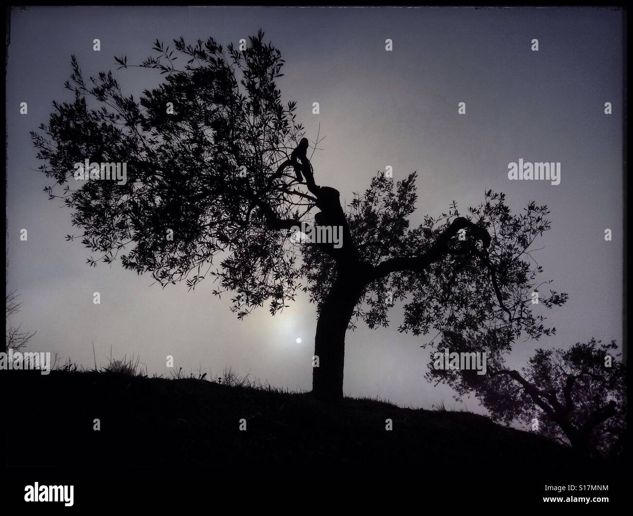 The Sun breaks through the haze on a foggy day in an olive grove, Catalonia, Spain. - Smartphone Captured Stock Image