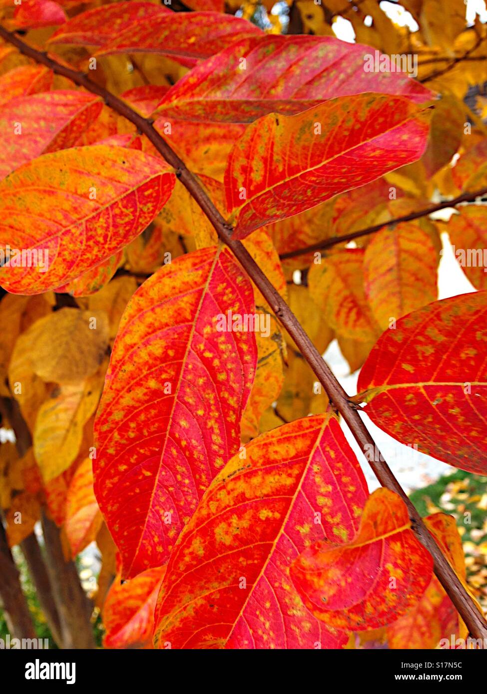 Colorful fall leaves, close up Stock Photo
