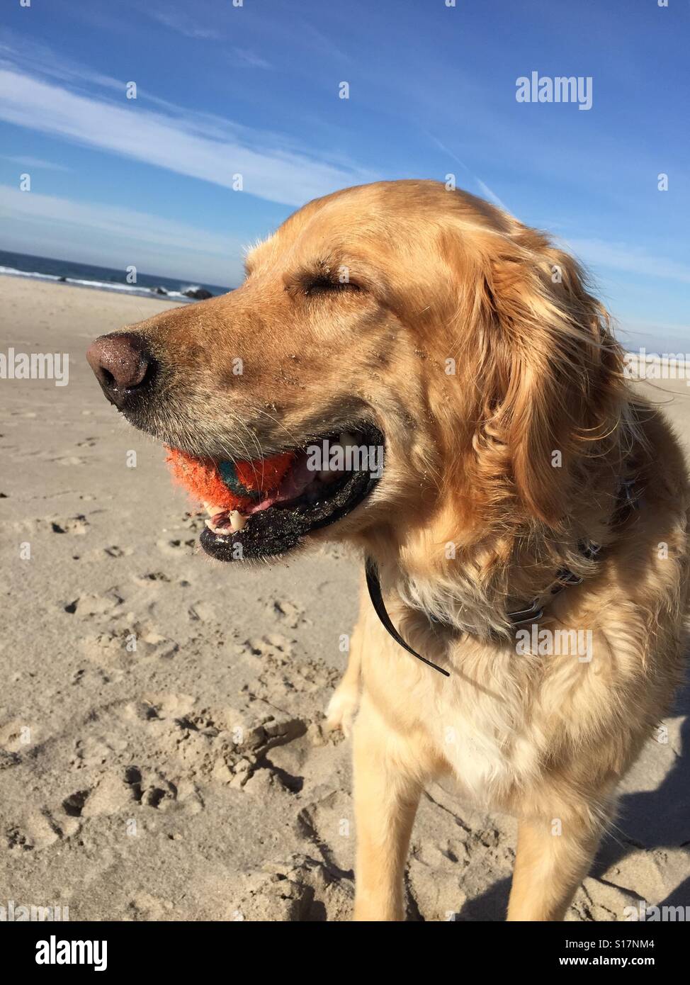 Happy beach dog Stock Photo