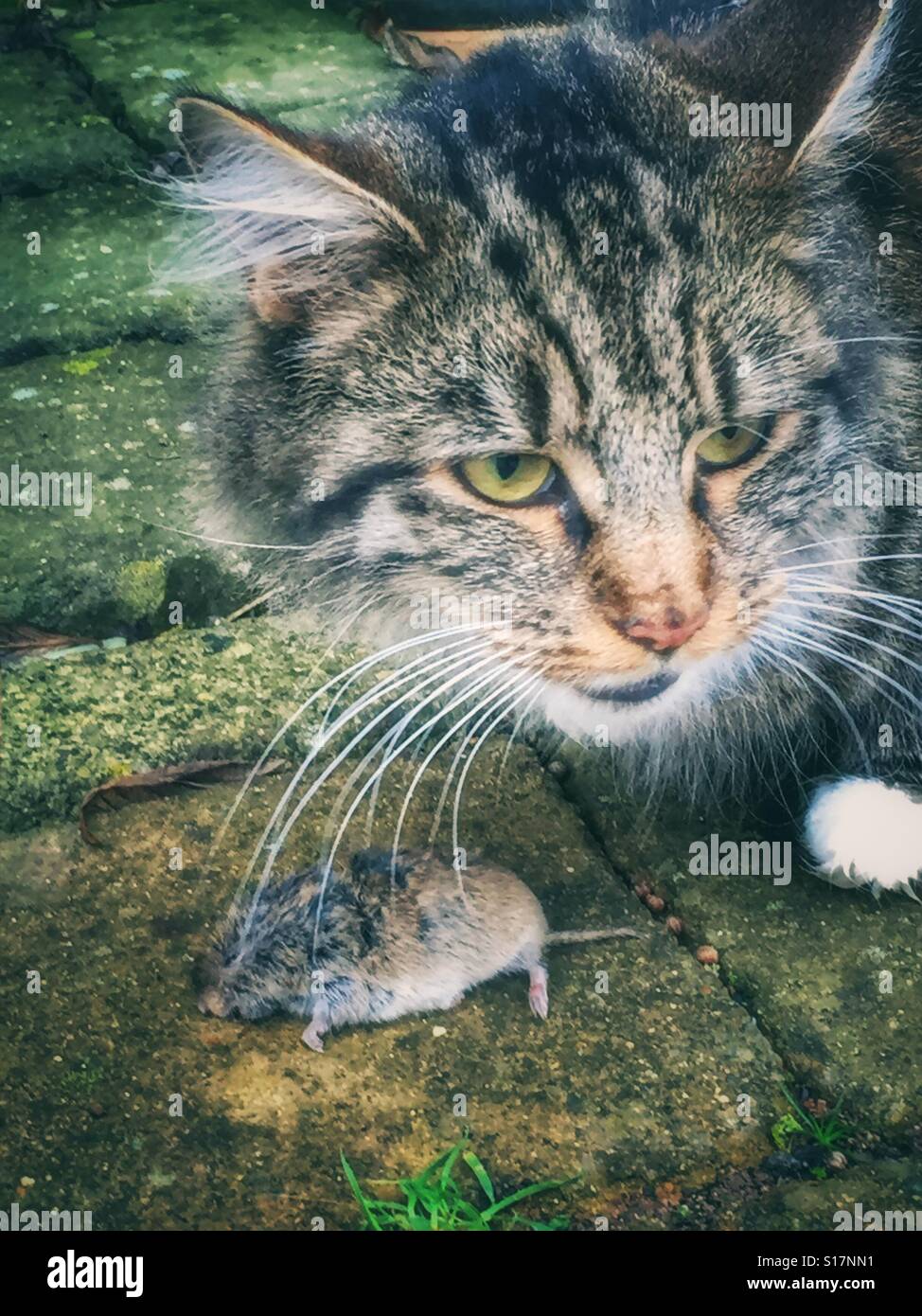 Killing machine hi-res stock photography and images - Alamy Killing machine hi-res stock photography and images - Alamy