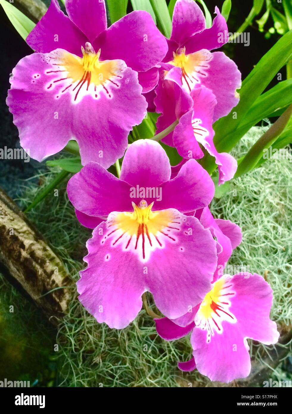 Pink Oncidium orchids Stock Photo