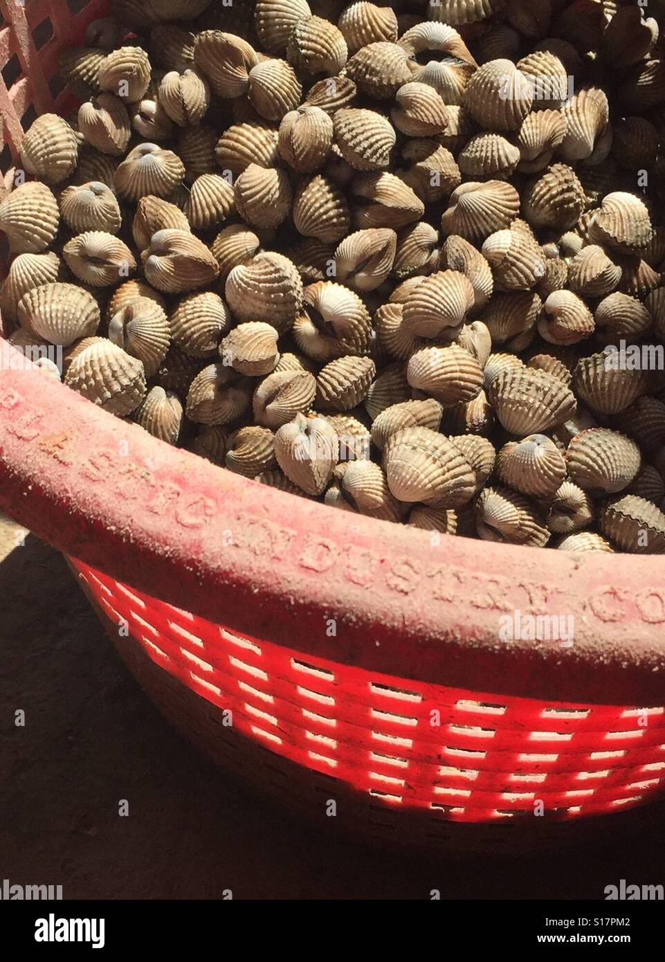 Thai shellfish cockles, Samut Songkhram Stock Photo Alamy