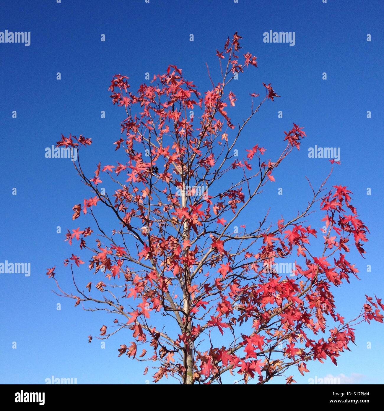 Red maple tree against a blue sky - Smartphone Captured Stock Image