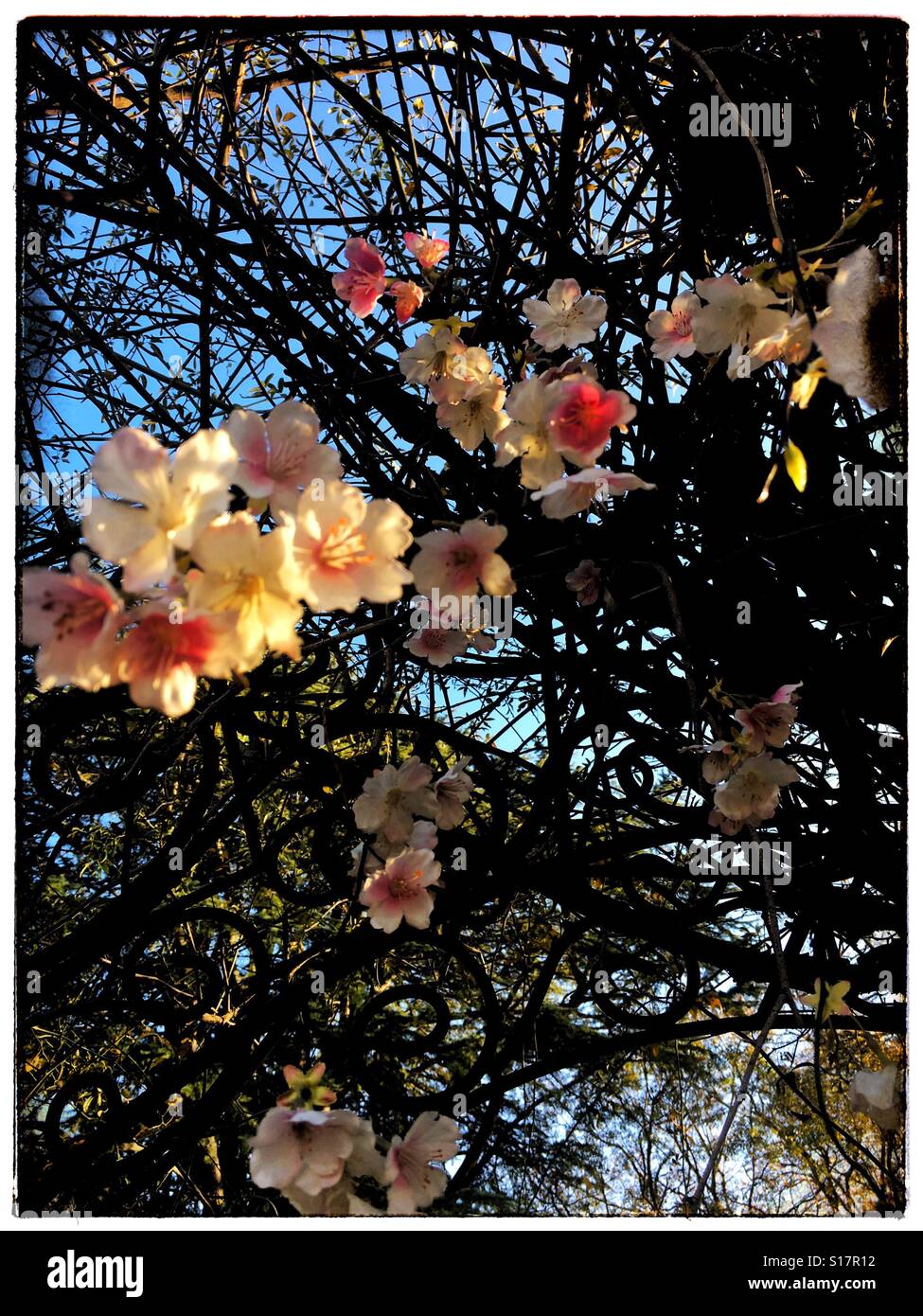 December flowers hires stock photography and images Alamy