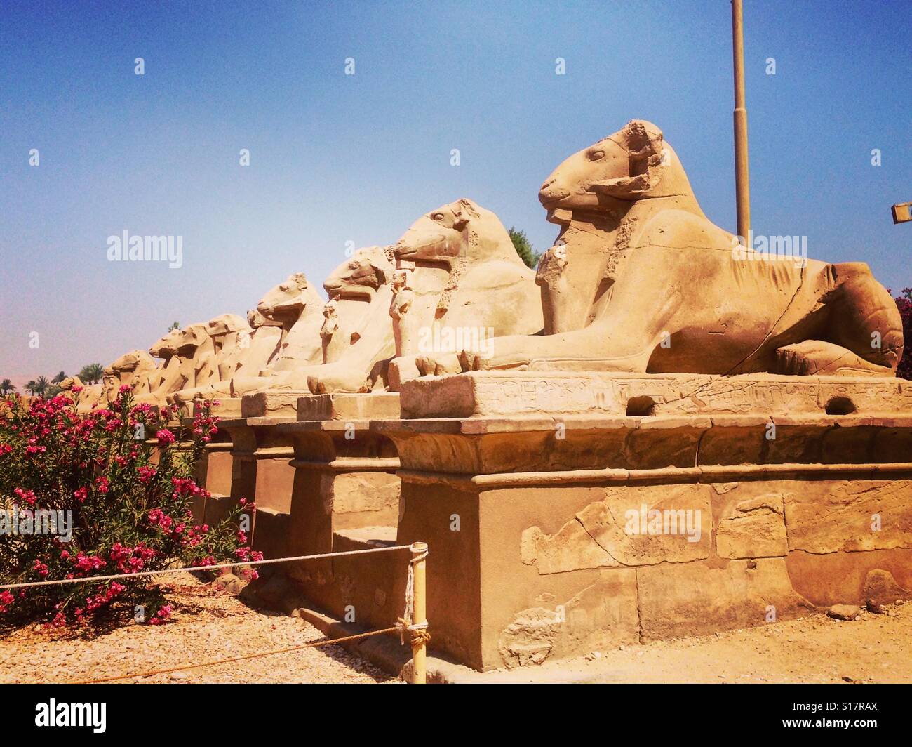 Standing guard in front of Karnak, Luxor, Egypt - Smartphone Captured Stock Image