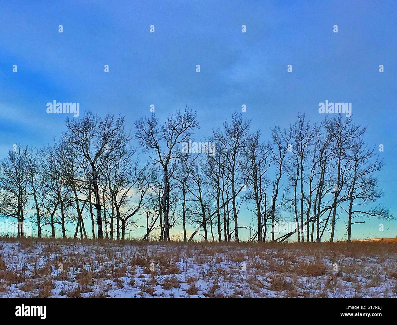 A small grove of leafless poplar trees in a winter setting - Smartphone Captured Stock Image