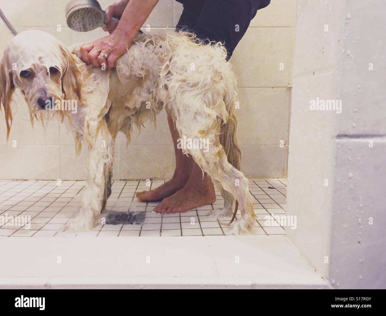 Why Is My Dog Sad After A Bath at Harrison Harris blog