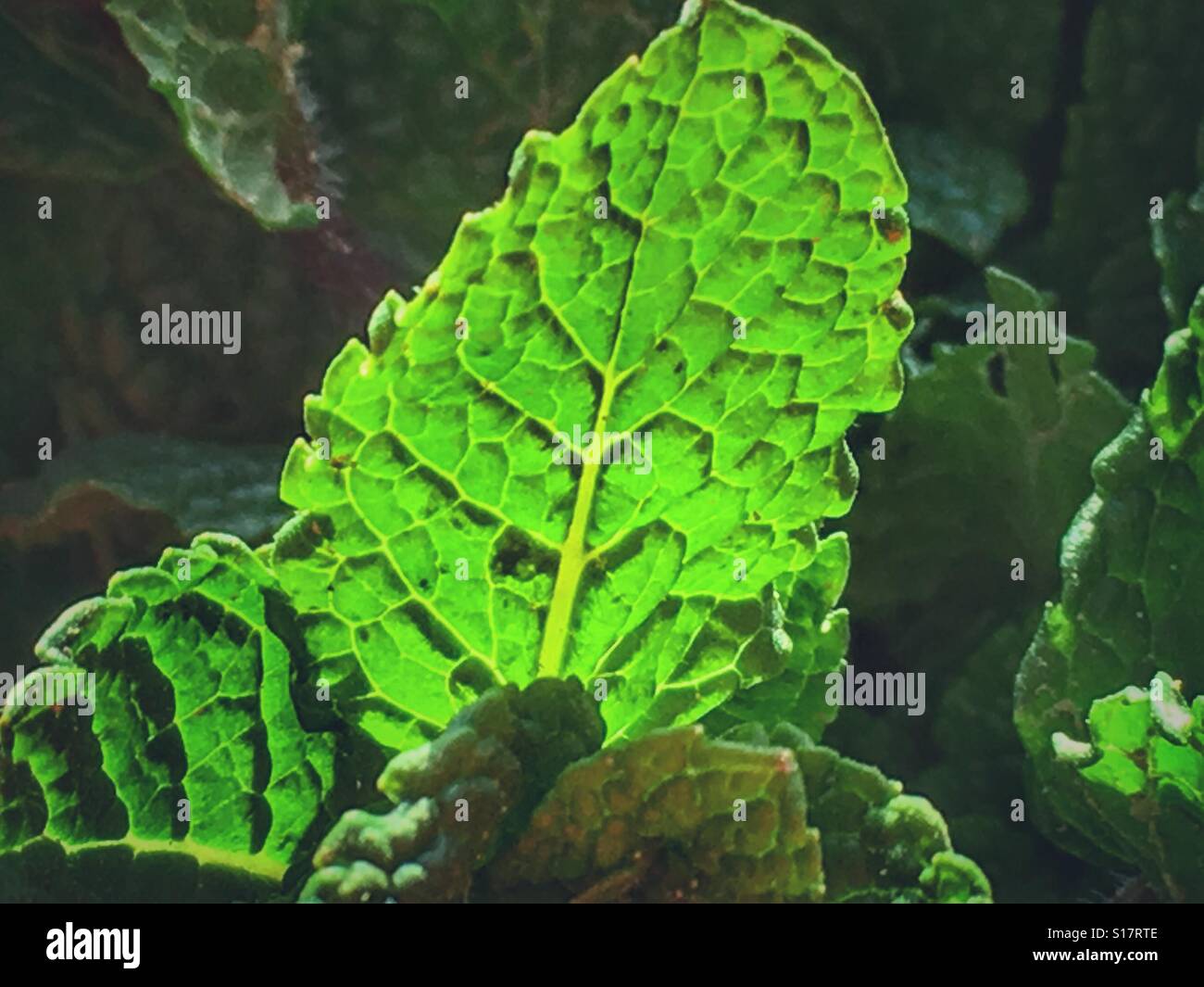 Fresh garden mint - Smartphone Captured Stock Image