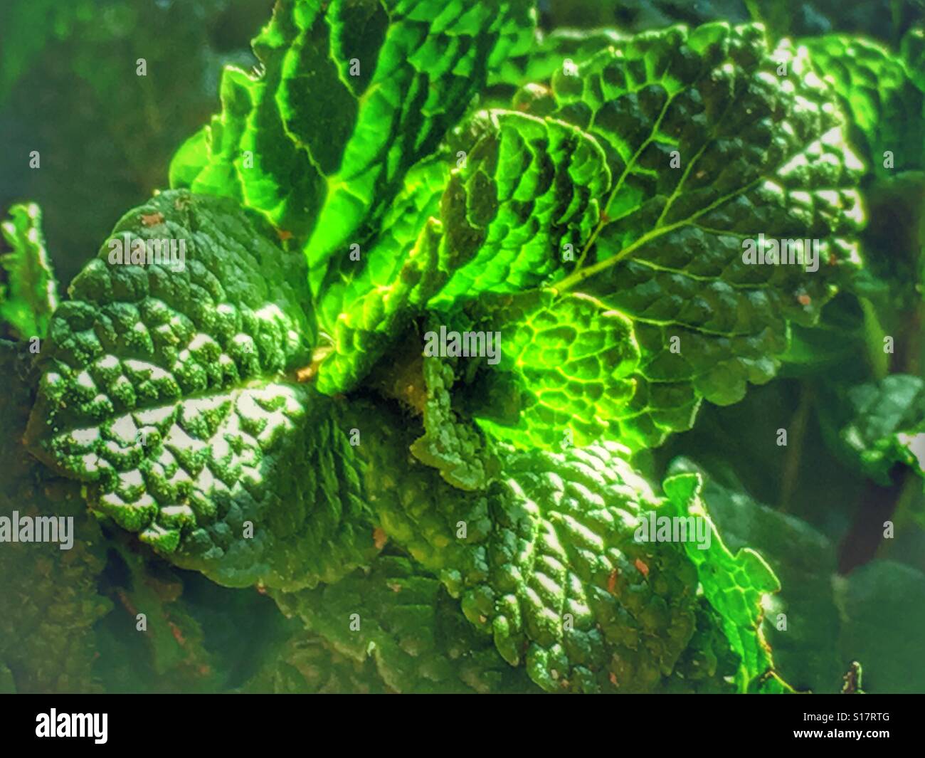 Fresh garden mint, back lit - Smartphone Captured Stock Image