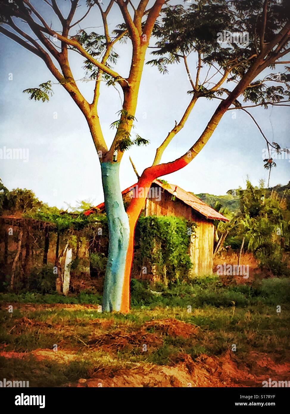 A tree trunk is painted in pretty colors near a building in a field in rural Nayarit, Mexico. Stock Photo