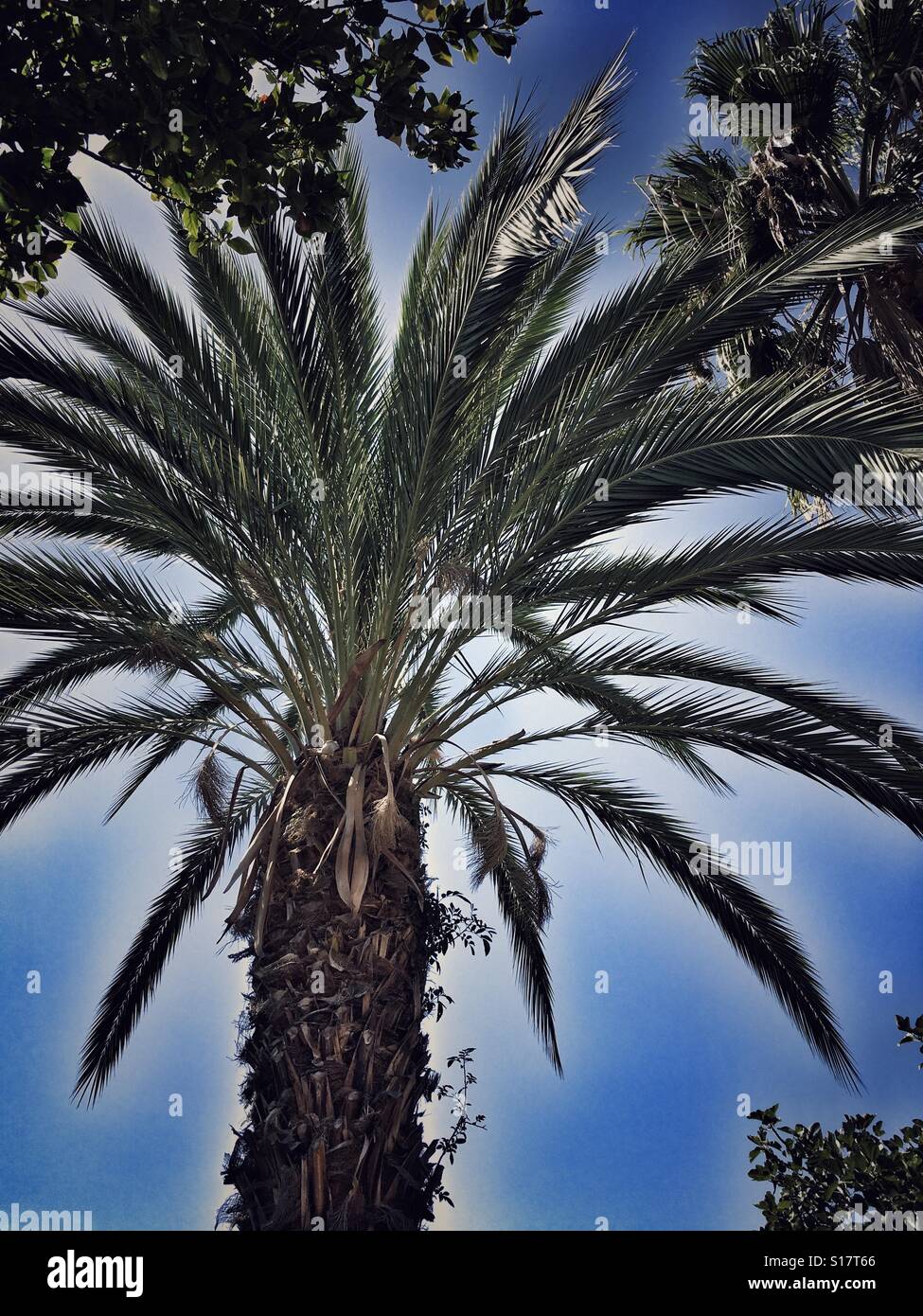 Long angle view of palm tree Stock Photo