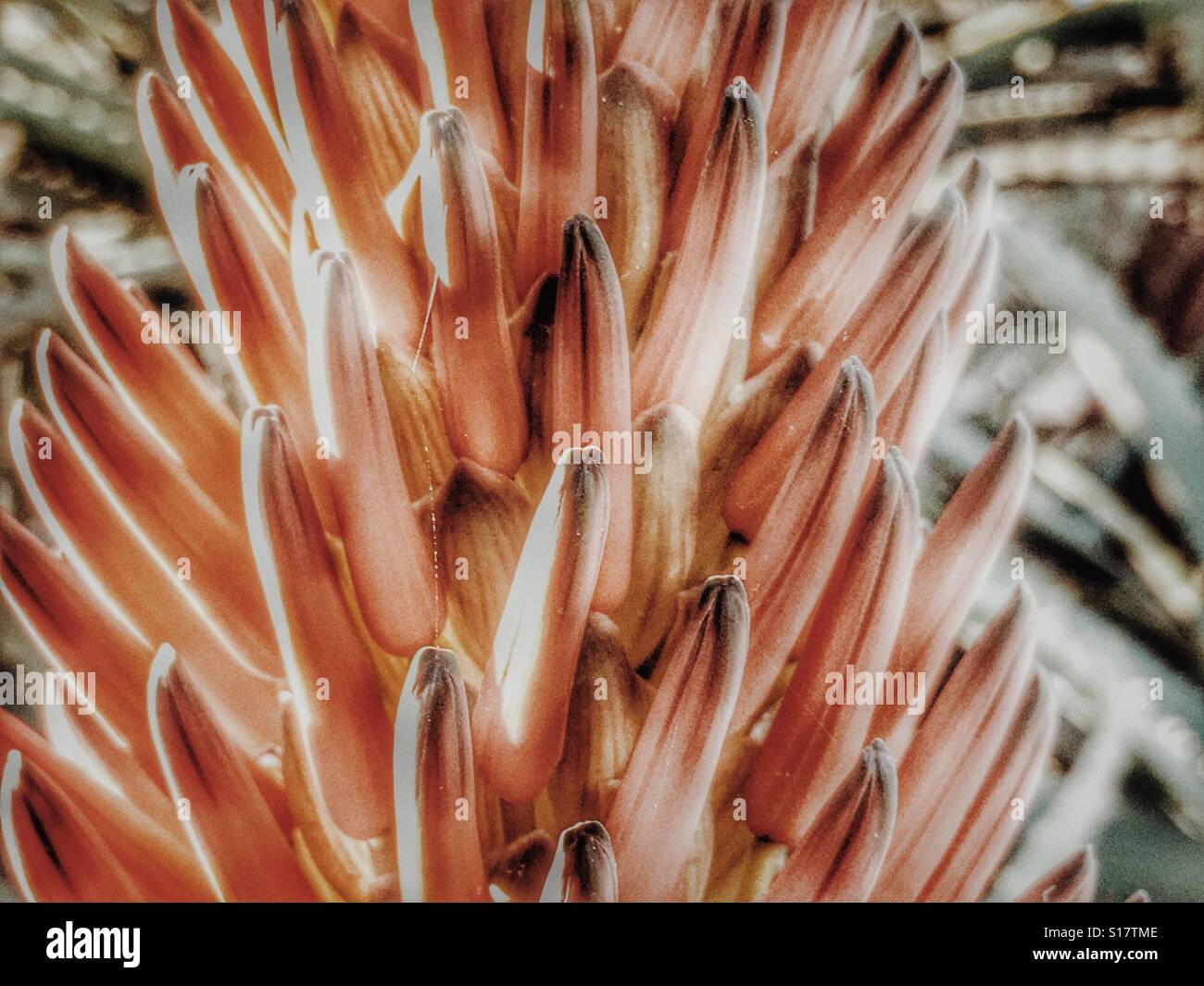 Aloe vera, red hot poker, flower detail - Smartphone Captured Stock Image