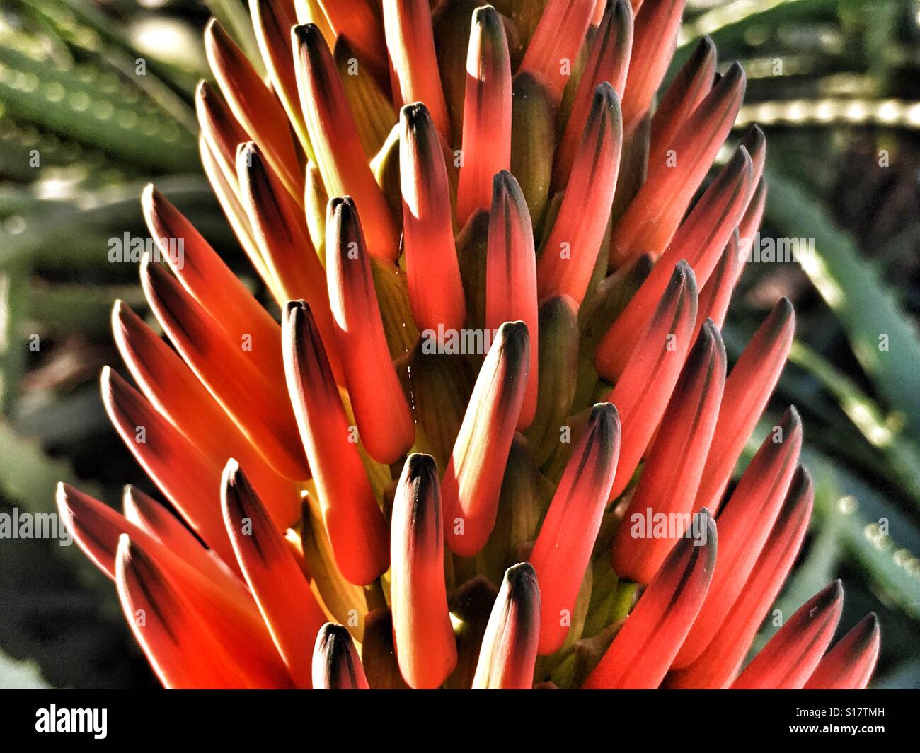 Aloe Aloe