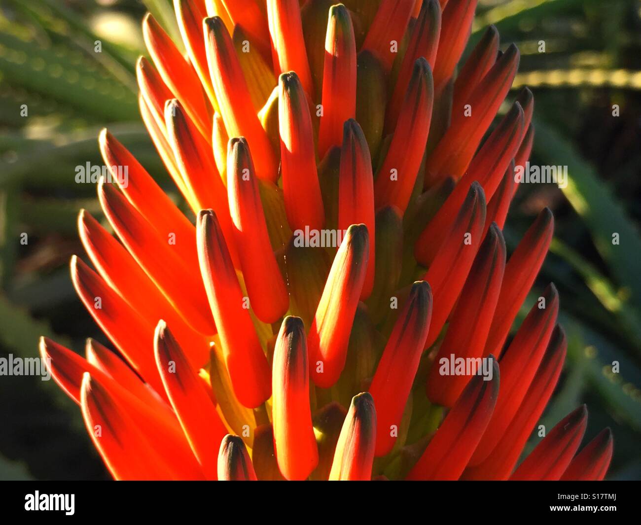 Aloe Vera, red hot poker, flower Stock Photo