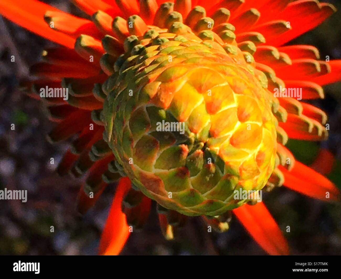 Aloe Vera, red hot poker flower from above Stock Photo