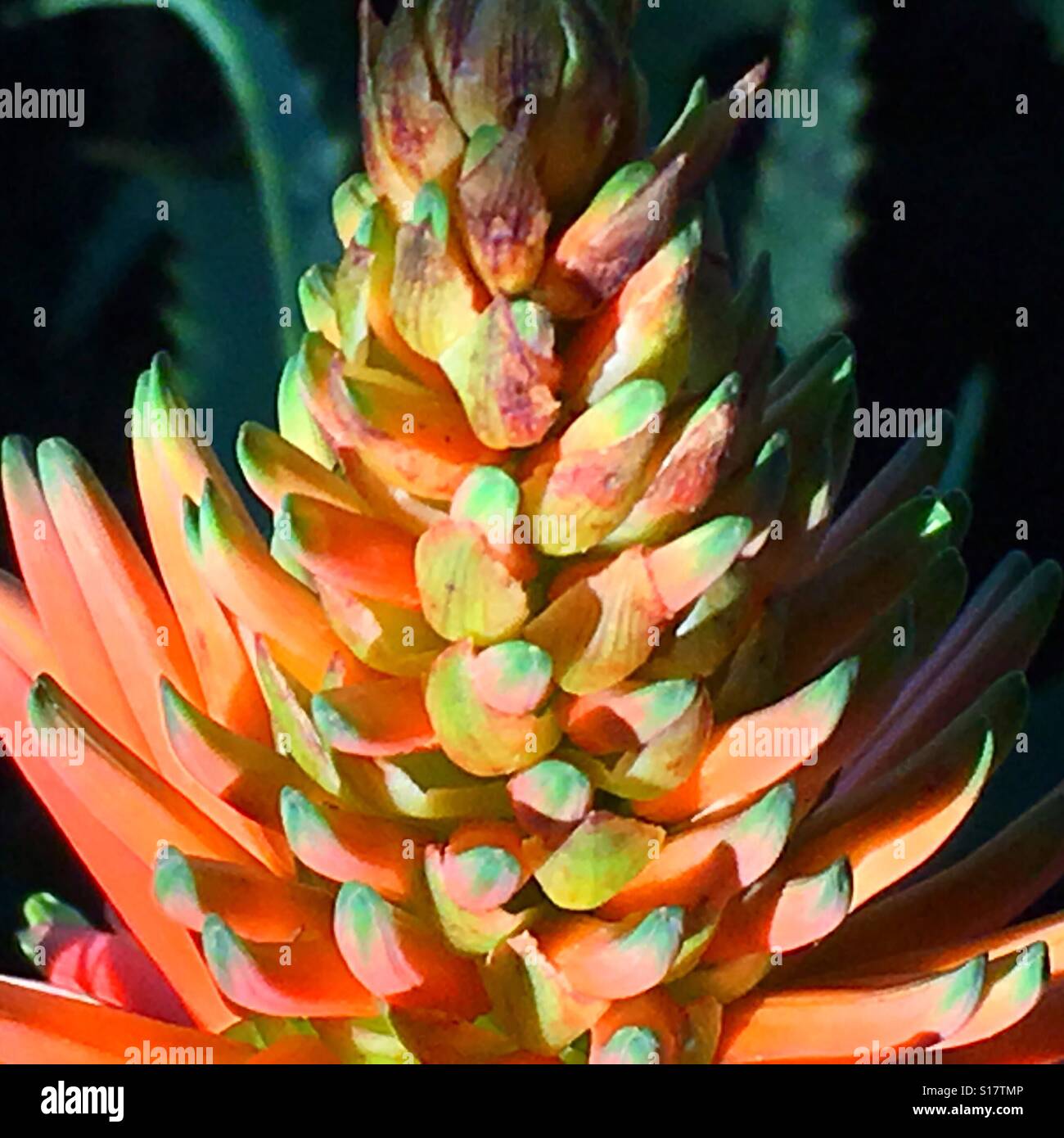 Aloe Vera, red hot poker, flower close up - Smartphone Captured Stock Image
