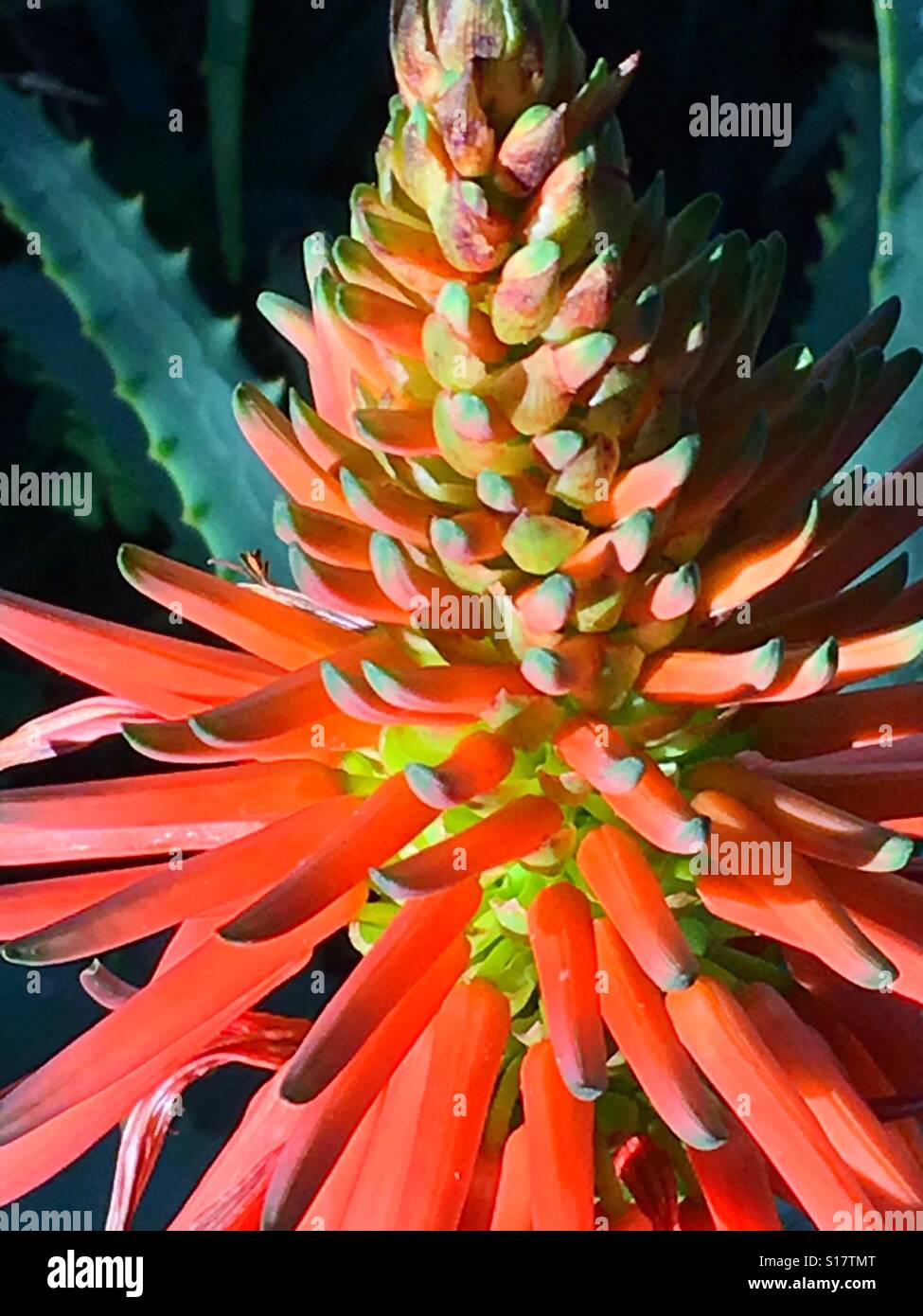 Aloe Vera, red hot poker, flower - Smartphone Captured Stock Image
